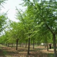 大量供應(yīng)銀杏樹