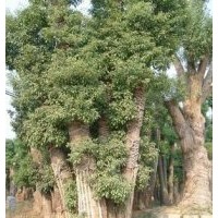 園林銷售直徑20、25.40、45.到直徑50公分的大香樟