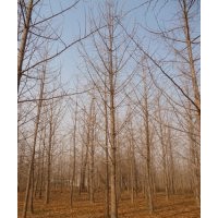 供應(yīng)5-40公分優(yōu)質(zhì)銀杏樹