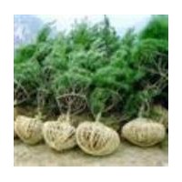 華山松供應—山西金源華山松種植基地華山松,山西華山松,華山松種