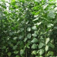 江蘇楊樹苗價格哪家楊樹苗最便宜