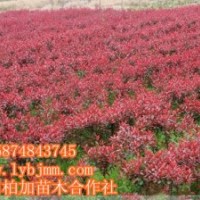 瀏陽苗木網(wǎng)大量暢銷瀏陽紅葉石楠、瀏陽紅葉石楠小苗批發(fā)基地