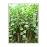 低價供應(yīng)速生楊樹苗包成活
