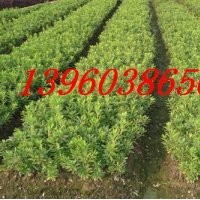 供應(yīng)毛杜鵑、紅花繼木、紅葉石楠