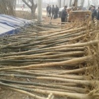 供應(yīng)山東小國(guó)槐，白蠟，裸根定桿