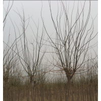 2013年各種綠化工程苗木:欒樹 白蠟 國槐