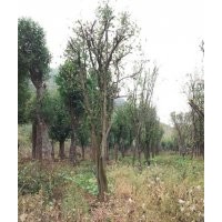 湖北木瓜樹|木瓜樹價(jià)格|