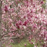 供應(yīng)：國(guó)槐、欒樹(shù)、合歡、青桐、白臘、大葉女貞、垂柳