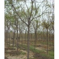 濟(jì)寧法桐之鄉(xiāng)供多種綠化苗木