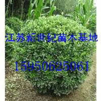 供應(yīng)江蘇冬青球價(jià)格 江蘇冬青條價(jià)格