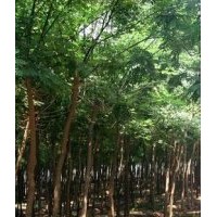 國槐 刺槐 紫穗槐，香椿