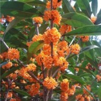 出售丹桂新品種