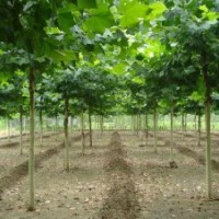 速生法桐小苗，各種規(guī)格法桐樹