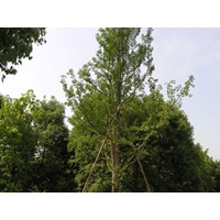 河南園林綠化苗圃基地供應(yīng)銀杏、香樟、棕櫚等綠化苗木