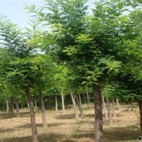 10公分國(guó)槐，截桿國(guó)槐樹(shù)，國(guó)槐價(jià)格，國(guó)槐基地