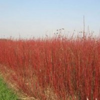 紅瑞木小苗報(bào)價(jià)