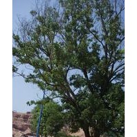 供應(yīng)重陽木、紅葉李、南天竹、龜甲冬青