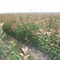 紅葉石楠、金森女貞、鋪地柏、金葉女貞、紅葉小檗、塔柏