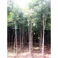 長期低價銷售1-50公分杜仲