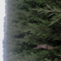 大量供應(yīng)20—50國(guó)槐