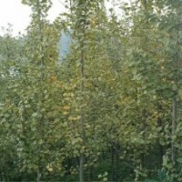 銀杏的市場行情！銀杏的價格！