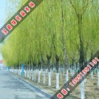河北垂柳_垂柳種植基地_垂柳價格走勢