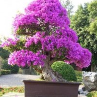 福建三角梅，三角梅的價格，福建三角梅供應商