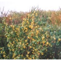 供應(yīng)茶藨子,千屈菜,迎春花