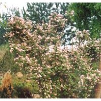 供應(yīng)河北猬實,金銀木,紫荊