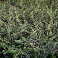 供應(yīng)平枝荀子,八仙花,紅瑞木