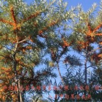 沙棘綠化苗木綠化效果（秋季掛果效果）