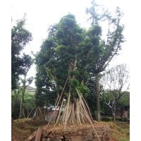 重慶造型小葉榕，造型小葉榕點景樹