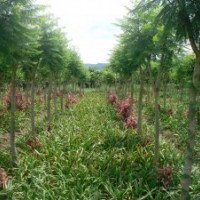 供應(yīng)3-5cm欒樹(shù)