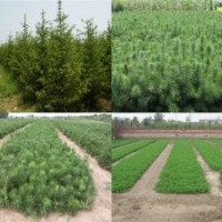 銀中楊、樟子松、云杉