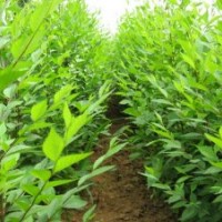 國(guó)槐、欒樹(shù)、合歡、青桐、白臘、大葉女貞、垂柳