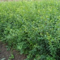 低價直銷小葉女貞.金葉女貞.紅葉小波.金森女貞.