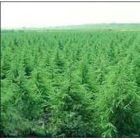 雪松,廣玉蘭,紅葉石楠