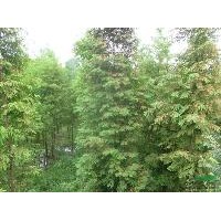 大量供應水杉 池杉,落羽杉