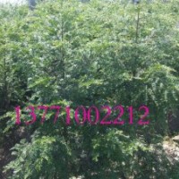 紅豆牌紅豆杉苗木直銷 園林綠化樹種 凈化空氣