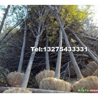 大量供應綠化苗木白蠟,速生白蠟,速生國槐