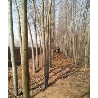 大量供應，榆樹，刺槐，毛白楊