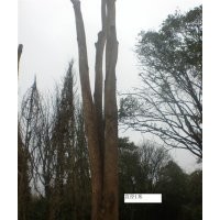 銀杏樹、香樟樹