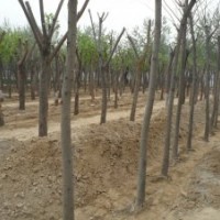 山東苗木基地低價處理北欒 合歡樹