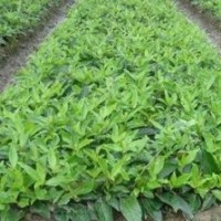 供應(yīng)：大葉女貞