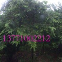 紅豆杉苗木批發(fā)