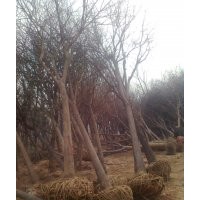 專營：（3~90公分）槐樹、槐樹小苗、國國槐苗、金葉槐、龍爪槐、