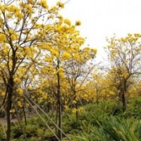 5-12cm黃花風鈴木