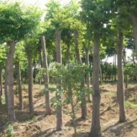 急售（5-12公分）欒樹(shù)