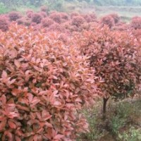 供應(yīng)紅葉石楠球