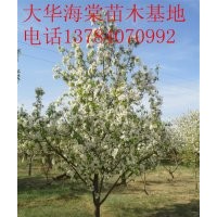 供應(yīng)6公分八棱海棠樹